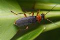 Cantharis flavilabris